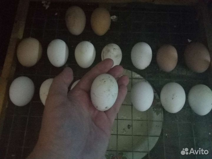 Инкубационное яйцо