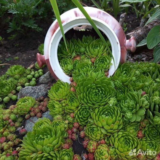 Молодило (каменная роза)