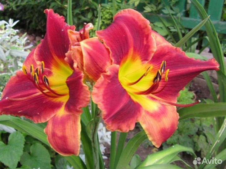 Лилейники и ирисы