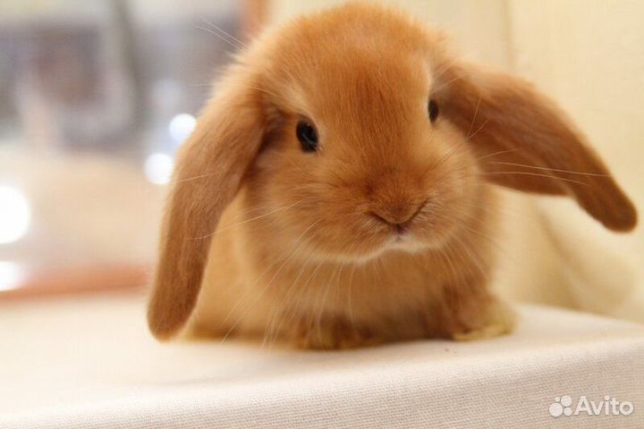 Крольчата вислоухие