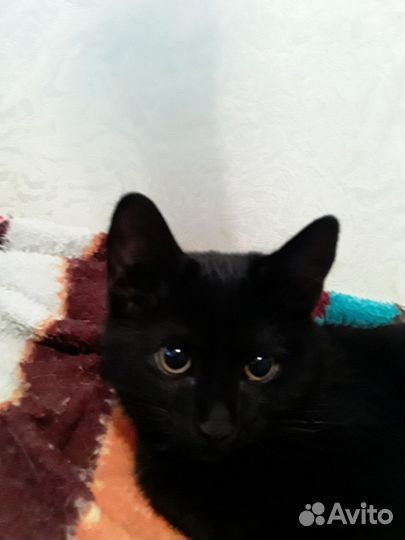 Кошечка-подросток