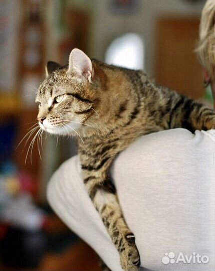 Доцент - шикарный полосатый кот