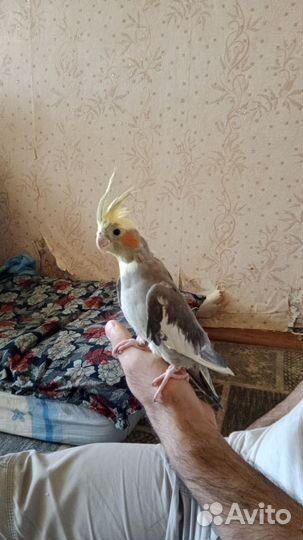 Попугай корелла с клеткой