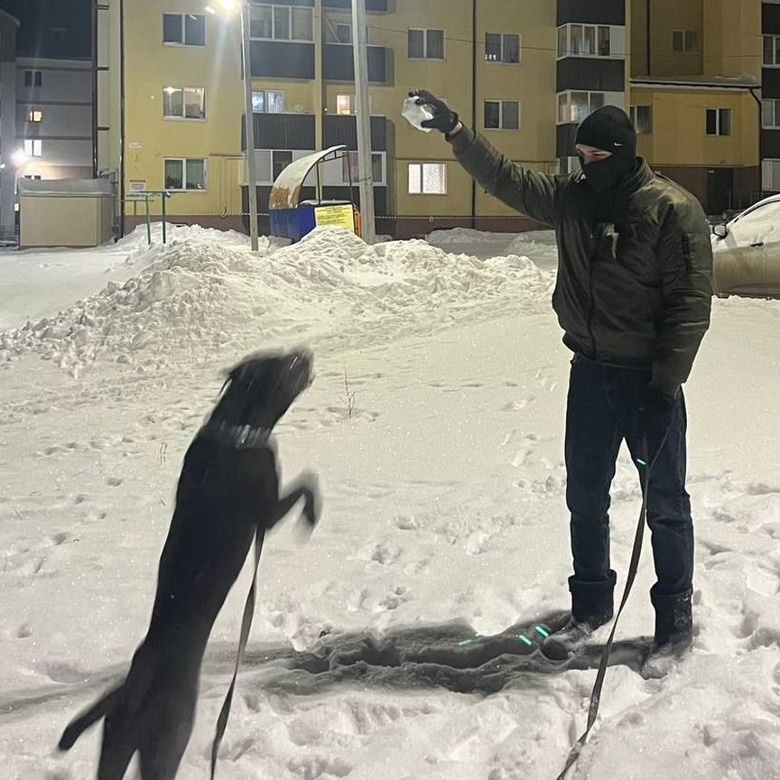 Собака в добрые руки порода кане корса