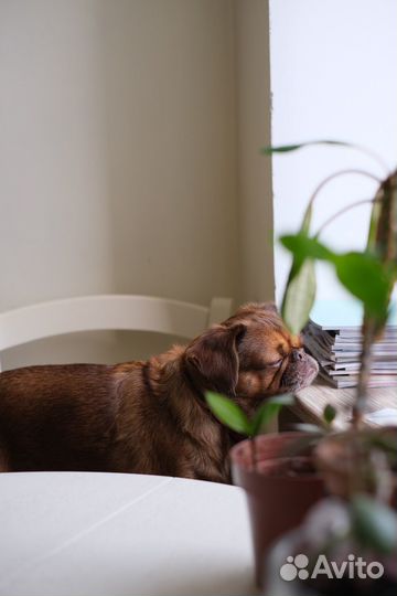 Собака для фотосессии