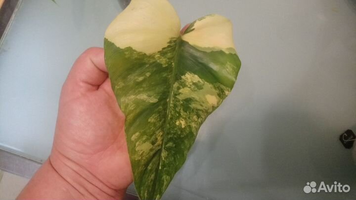 Филодендроны вариегатные