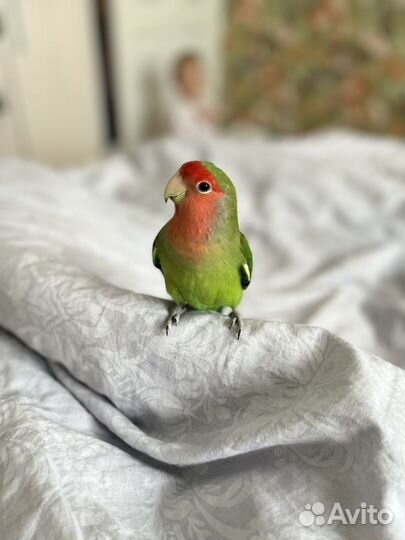 Попугаи - неразлучники с клеткой