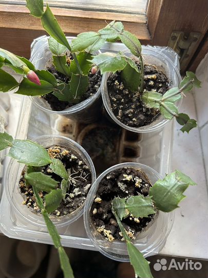 Рождественник