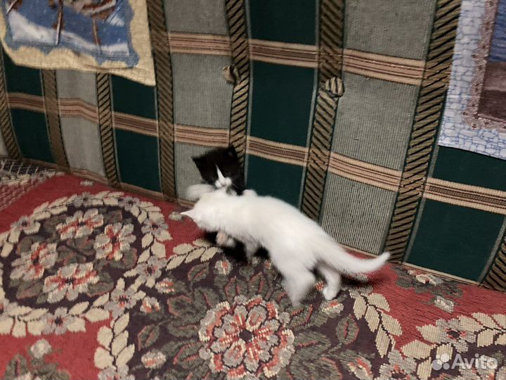 В добрые руки ласковые красивые милые котята