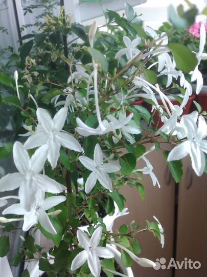 Комнатные растения-2