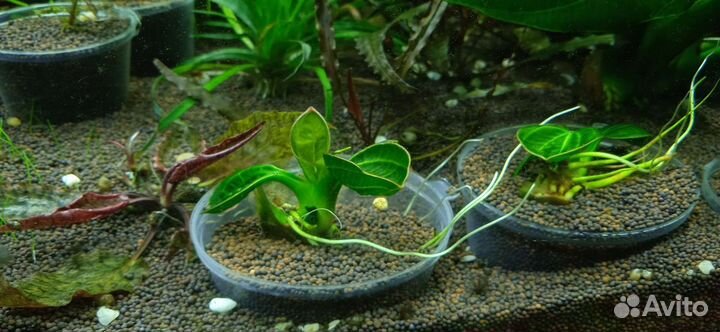Аквариумное растение