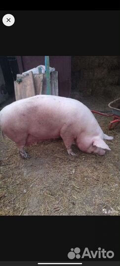 Хряк,Козы, Козлы