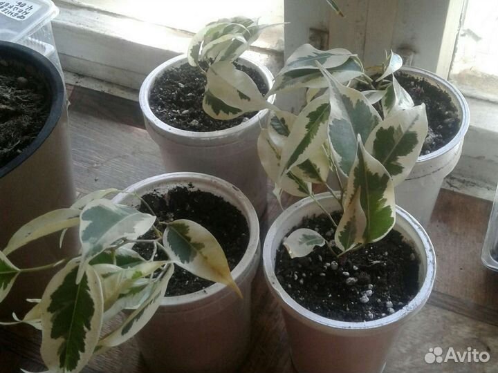 Комнатные растения