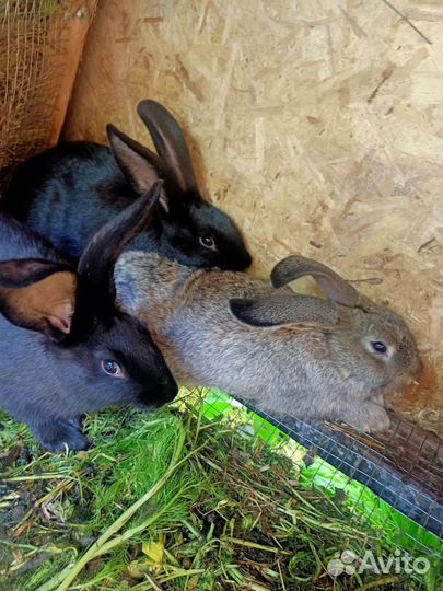 Кролики мясных пород