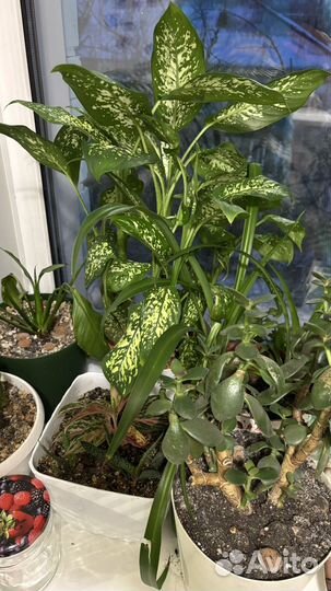 Коллекция комнатных цветов