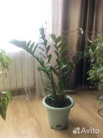 Долларовое дерево