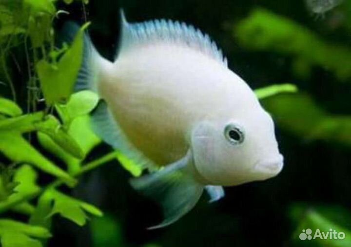 Рыбка аквариумная,в наличии и под заказ