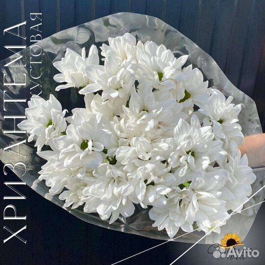 Кустовая хризантема ассортимент опт по РФ