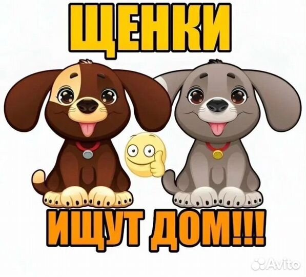 Щенки дворняжки