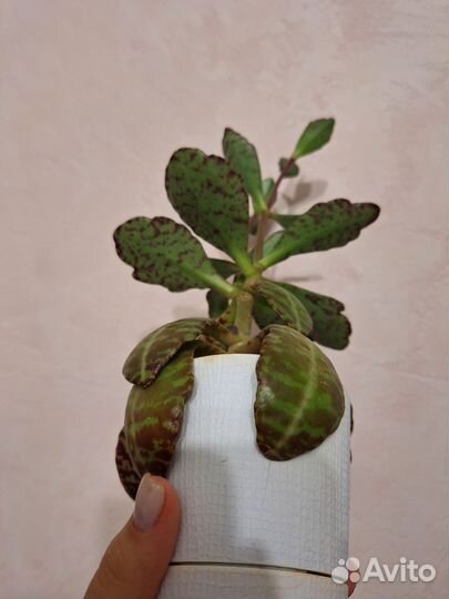 Каланхое зебра