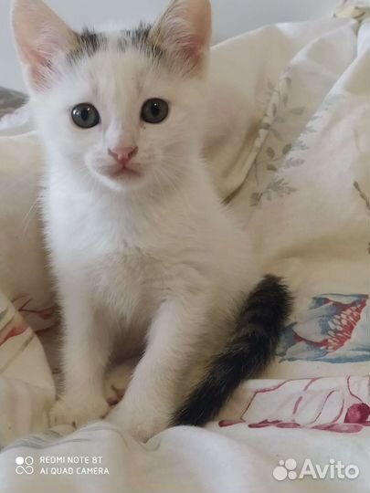 Отдадим в добрые руки котёнка-девочку