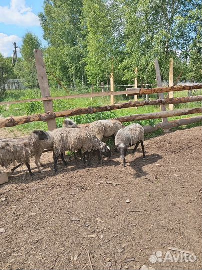 Барана и овцы