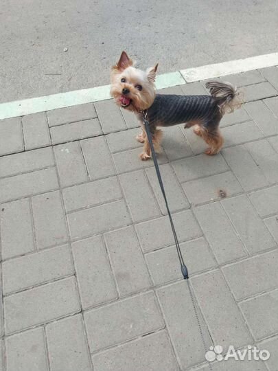 Йоркширский терьер мини, вязка