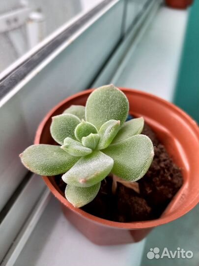 Каменная роза