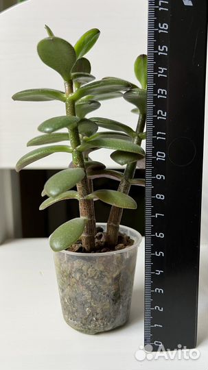 Толстянка. Суккуленты