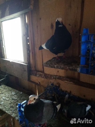 Голуби курские