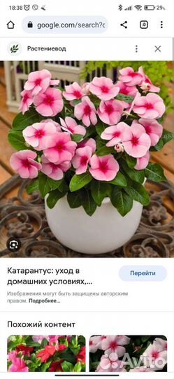 Катарантус, многолетнее, красивоцветущее растение