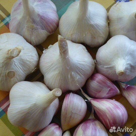 Продам домашний чеснок