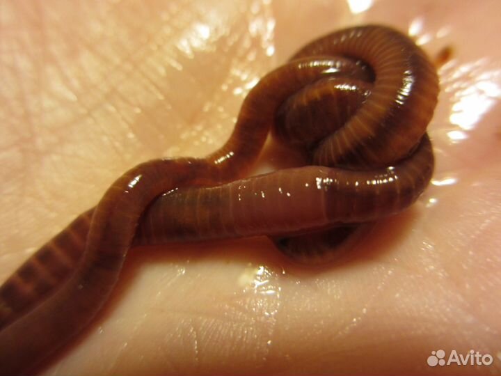 Черви старатель