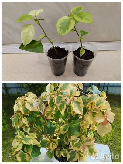 Разные растения, цветущие, суккуленты