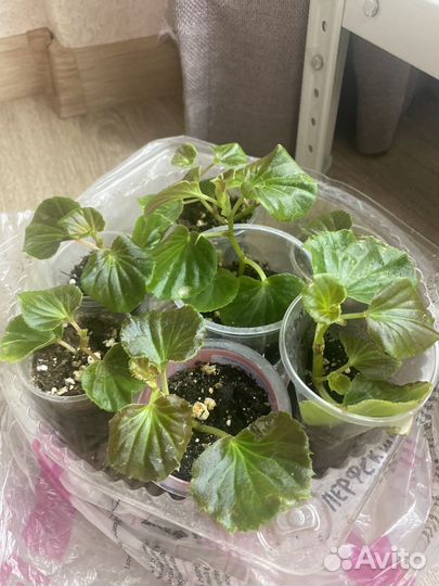 Бегония вечноцветущая махровая