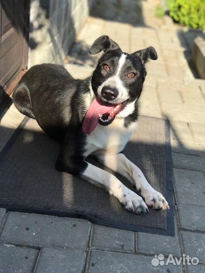 Собака в добрые руки