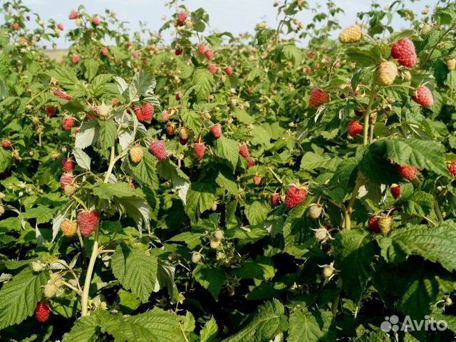 Малина Карамелька