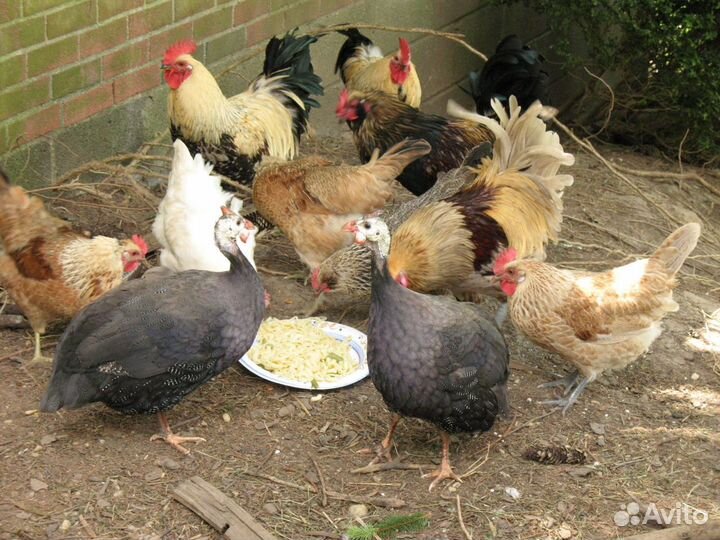 Куры молодки несушки, бройлер, утята, гусята