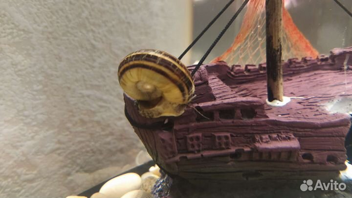 Улитка Мариза