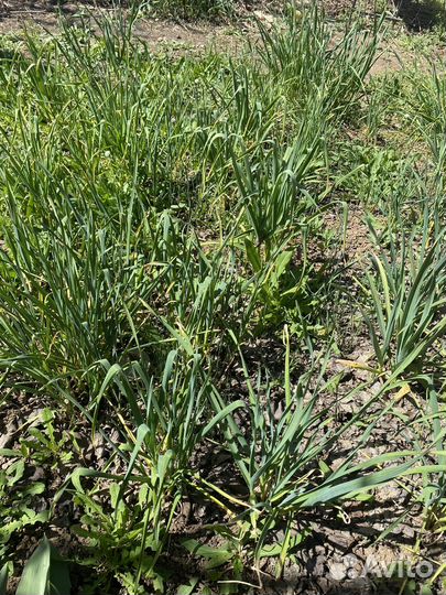 Чеснок молодой