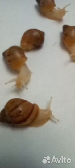 Улитки ахатины ретикулята