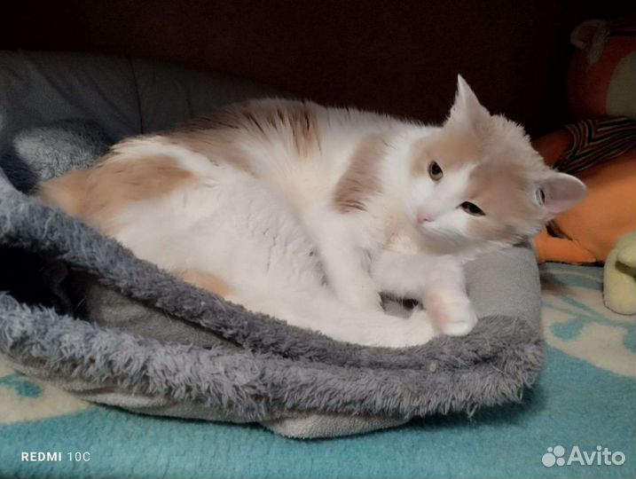 Зайка ищет семью