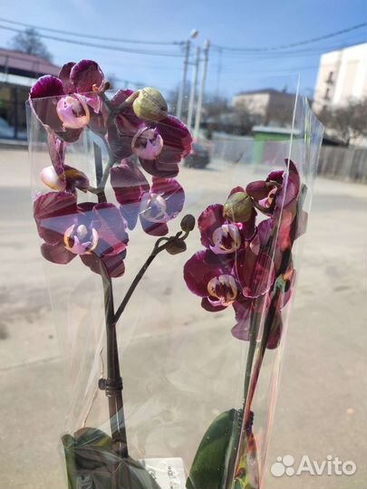 Фаленопсис