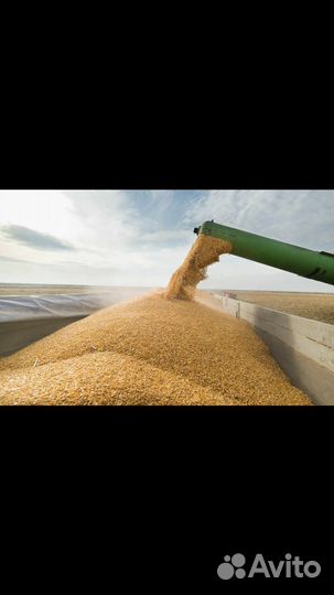 Пшеница (12,5) и (13,5) экспорт