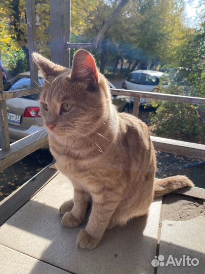 Кошка в дар