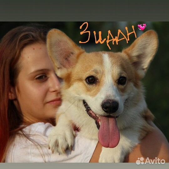 Корги - вязка