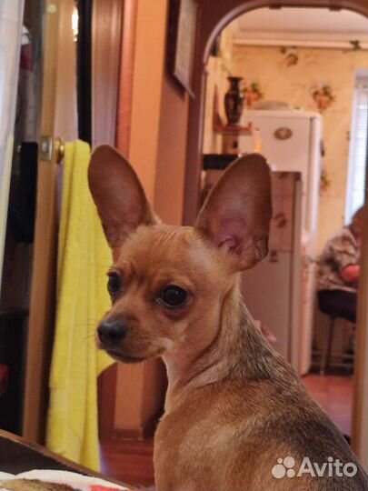 Мини тойтерьер