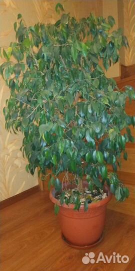 Фикус бенджамина