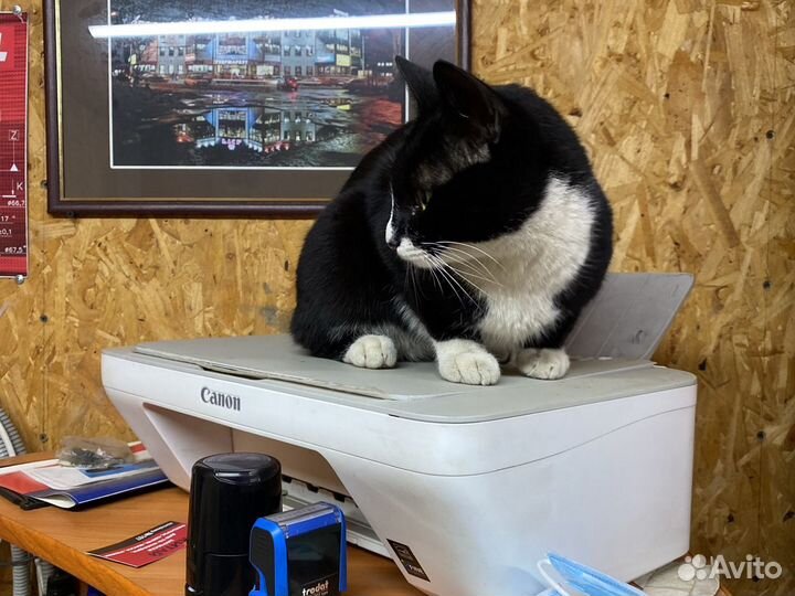 Мфу Canon MG 2440 заберите уже, пожалуйста