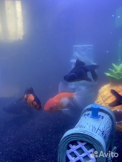 Аквариум с рыбками